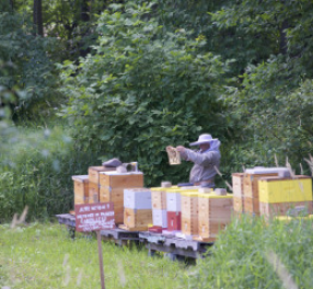 apiculture-2
